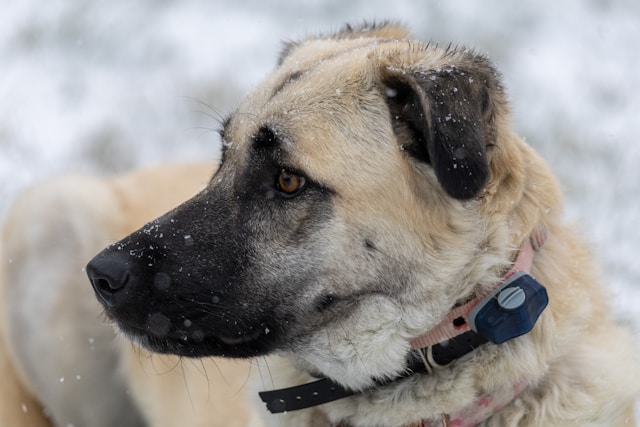 AirTag dog collar vs GPS pet tracker comparison 2026 โ Fi Series 3 and Tractive GPS vs Apple AirTag for finding lost dogs AirTag dog collar vs GPS pet tracker comparison 2026 โ Fi Series 3 and Tractive GPS vs Apple AirTag for finding lost dogs