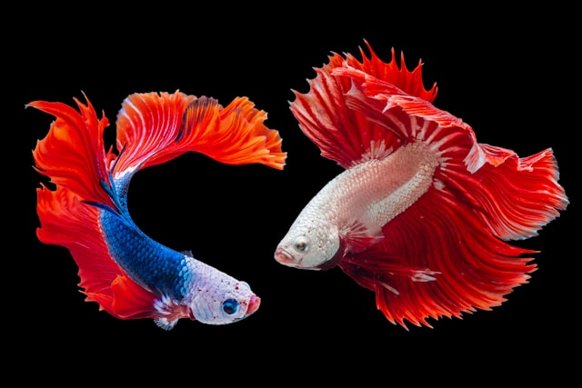 Betta fish care guide 2026 β the 7 deadly mistakes most new betta owners make and how to keep your betta alive for 5+ years Betta fish care guide 2026 β the 7 deadly mistakes most new betta owners make and how to keep your betta alive for 5+ years