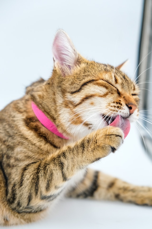 Cat lick mat guide 2026 โ do lick mats actually help cat anxiety and grooming or are they just a trendy pet product Cat lick mat guide 2026 โ do lick mats actually help cat anxiety and grooming or are they just a trendy pet product