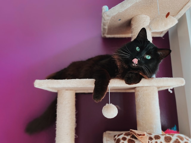 Best cat trees for large cats 2026 Best cat trees for large cats 2026