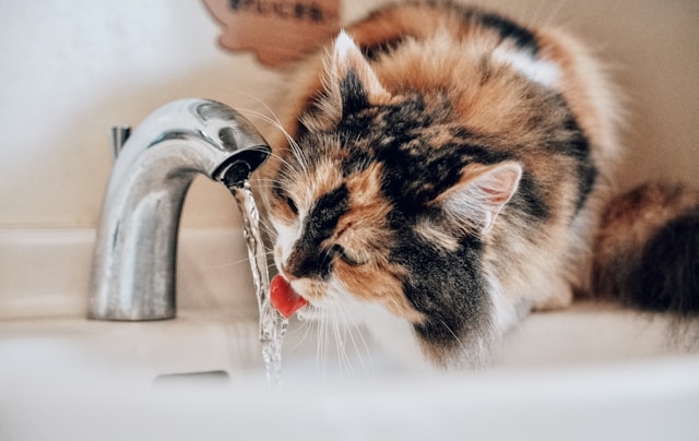 Catit Flower Fountain vs PetSafe Drinkwell cat water fountain comparison — two best-selling pet fountains side by side for cats who need more hydration