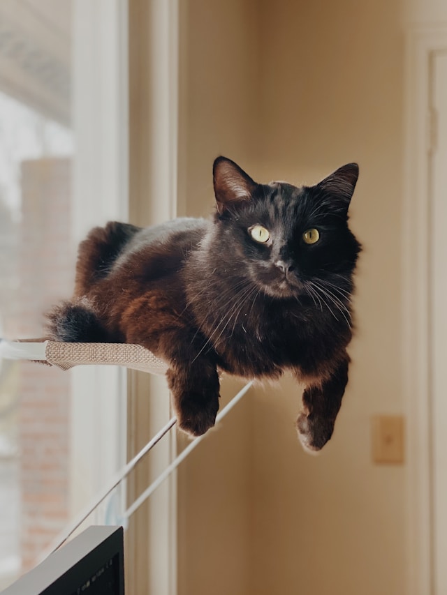 Cat window perch guide 2026 Cat window perch guide 2026