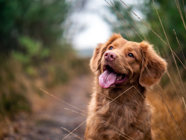Collagen sticks for dogs guide 2026 โ do they actually help joint health and arthritis, vet-reviewed benefits risks and best brands Collagen sticks for dogs guide 2026 โ do they actually help joint health and arthritis, vet-reviewed benefits risks and best brands
