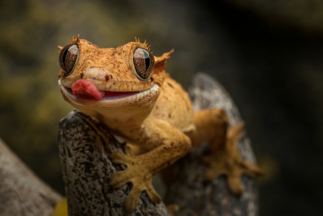Crested gecko care guide 2026 β complete setup for the easiest beginner reptile including tank size, diet, temperature and humidity Crested gecko care guide 2026 β complete setup for the easiest beginner reptile including tank size, diet, temperature and humidity
