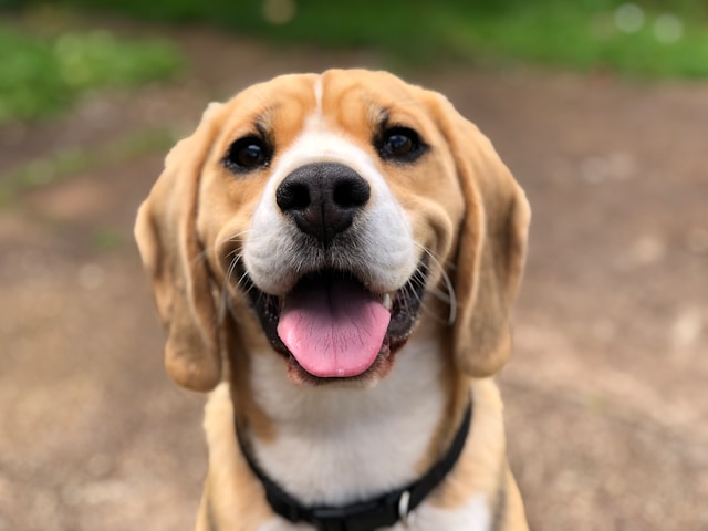 Dog anxiety vest guide 2026 — does the Thundershirt actually calm dogs during thunderstorms and fireworks, vet behaviorist review and real owner data