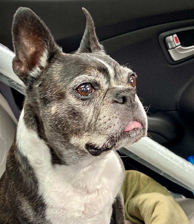 Dog car bed comparison 2026 -- crash-tested options for safe road trips Dog car bed comparison 2026 -- crash-tested options for safe road trips
