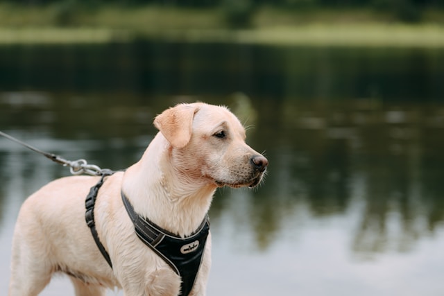 Dog harness vs collar comparison 2026 — which is safer for walking based on breed, behavior, and vet advice with 5 recommended options
