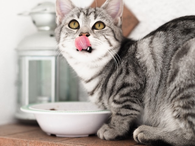 Slow feeder dog bowl guide 2026 โ do slow feeders prevent bloat and help fast eaters, vet-backed answers with best bowl designs Slow feeder dog bowl guide 2026 โ do slow feeders prevent bloat and help fast eaters, vet-backed answers with best bowl designs