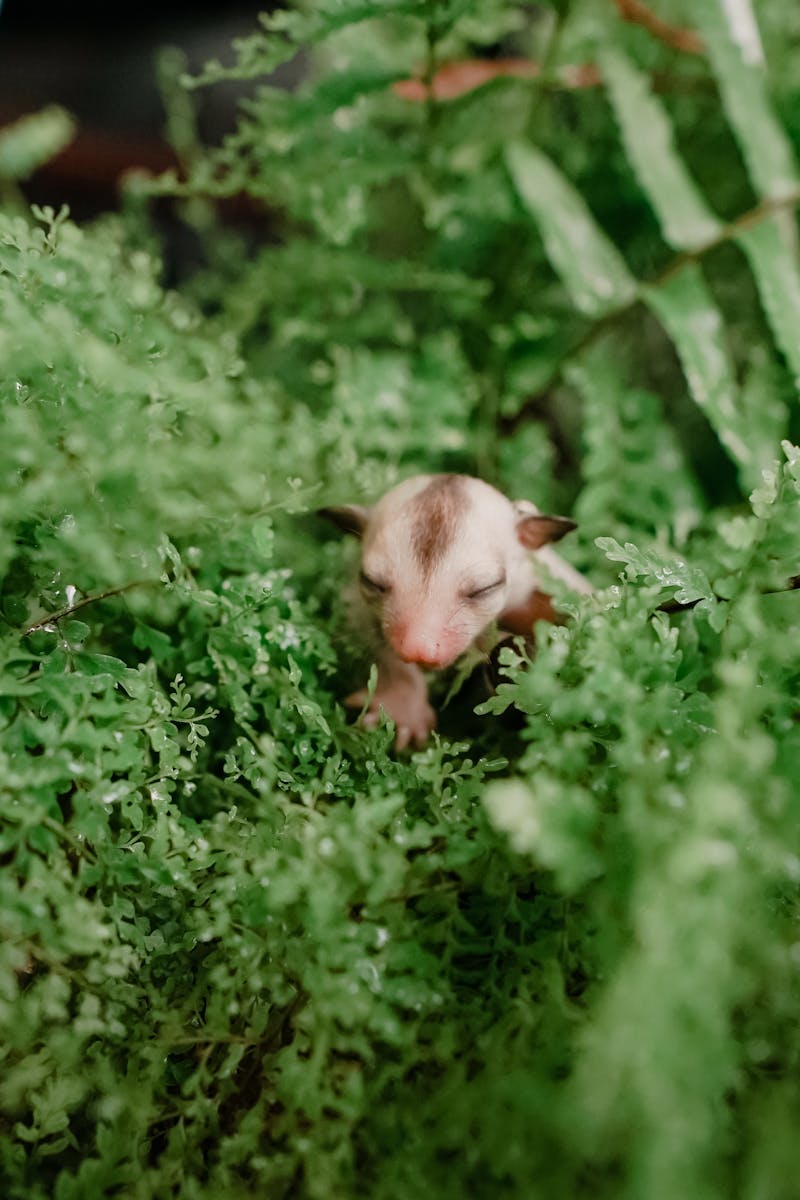 Complete sugar glider starter kit essentials guide 2026 โ cage setup, diet, bonding pouch and safe toys for first-time sugar glider owners Complete sugar glider starter kit essentials guide 2026 โ cage setup, diet, bonding pouch and safe toys for first-time sugar glider owners
