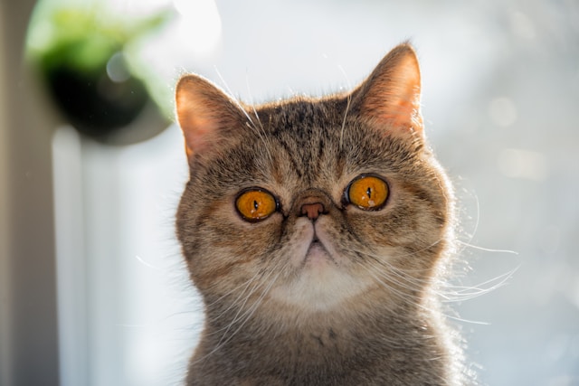 Best Automatic Cat Litter Boxes in 2026 — Which One Is Worth Your Money?